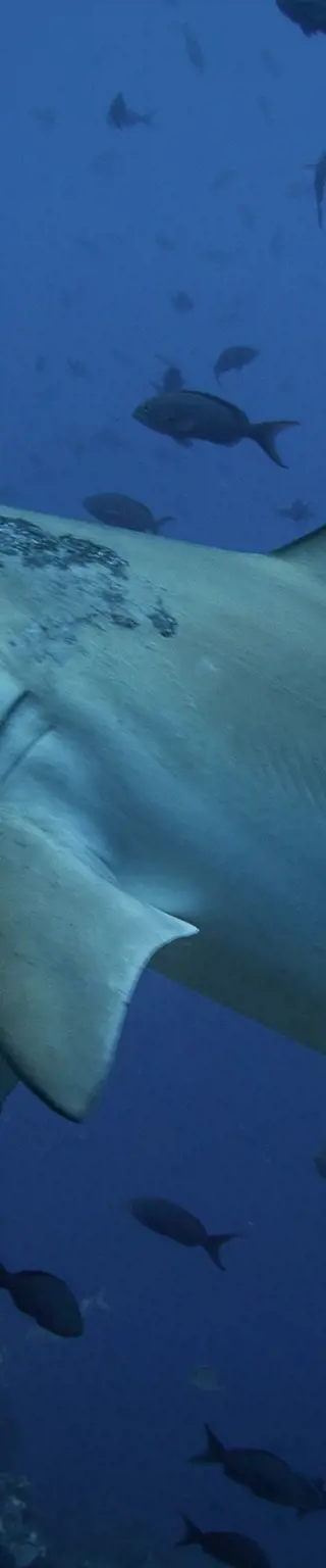 Tauche mit Mantas und Hammerhaien auf Galapagos